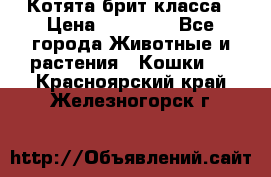 Котята брит класса › Цена ­ 20 000 - Все города Животные и растения » Кошки   . Красноярский край,Железногорск г.